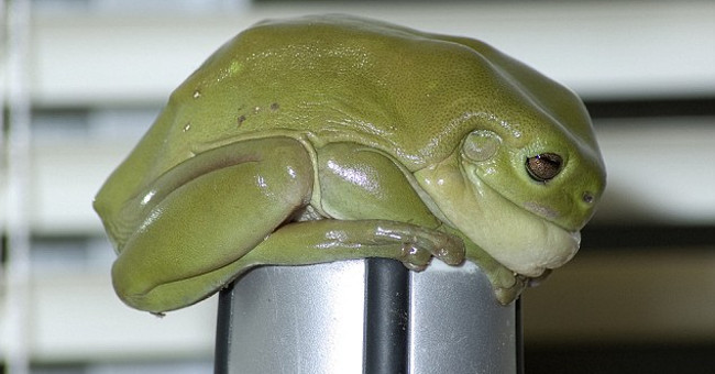 Found a giant green frog bigger than an adult hand in Australia
