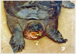 Found a large turtle that is considered extinct in Vietnam
