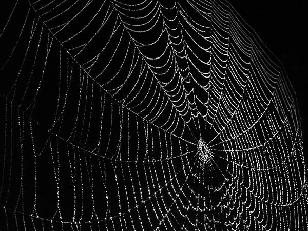 Found a mutant spider web because of radioactive contamination