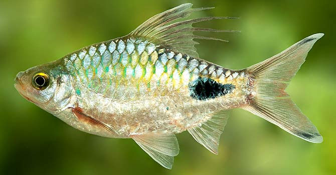 Found a new breed of freshwater fish in Sri Lanka