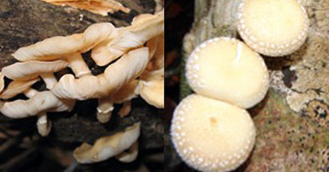 Found a new mushroom in Lam Dong