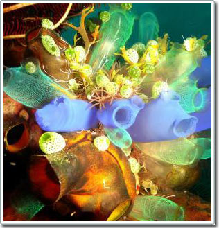 Found a rare form of chlorophyll in a new bacterium that is sequenced
