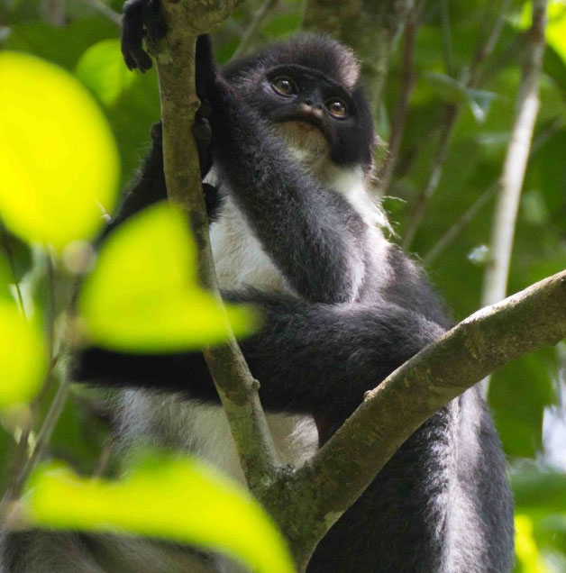 Found a rare monkey on Borneo island