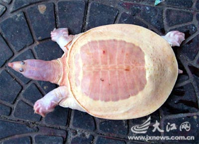 Found a special white apricot turtle