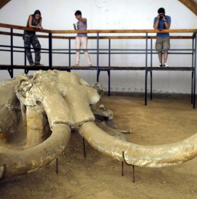 Found a yard of mammoth bones in Serbia