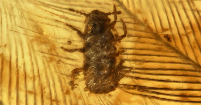Found amber fur dinosaur, ancient lice 99 million years old