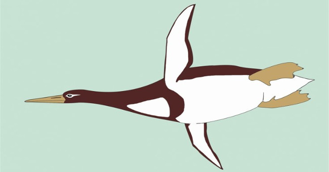Found an ancient penguin as large as a human