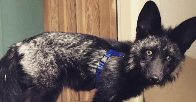 Found black foxes that are classified as rare and hard to find in the world