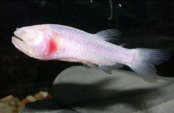 Found blind fish living in caves