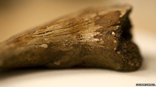 Found blood cells in dinosaur fossil foundations of 75 million years