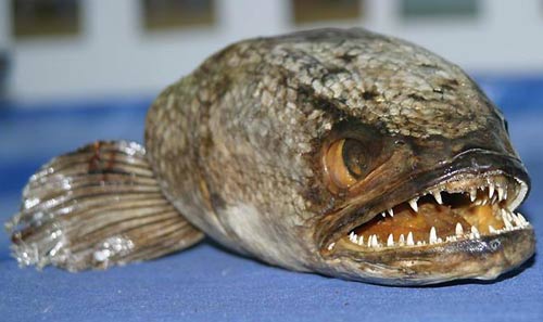 Found brutal fish in England