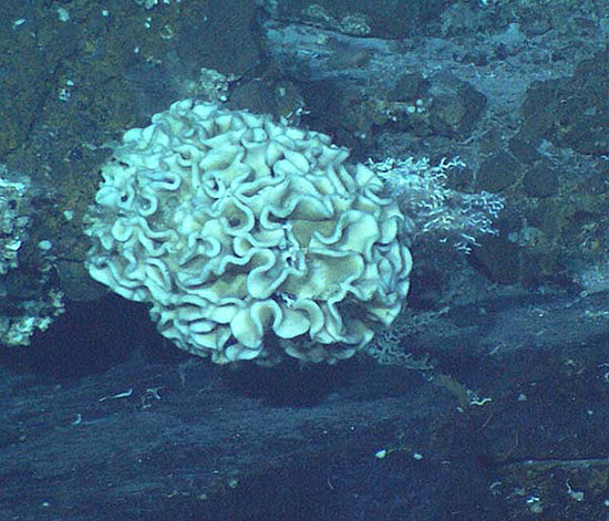 Found creatures in the deepest area of ​​the Pacific