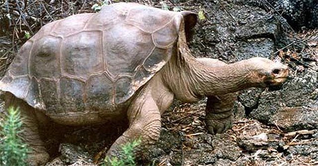 Found descendants of the extinct 'lonely George' turtle