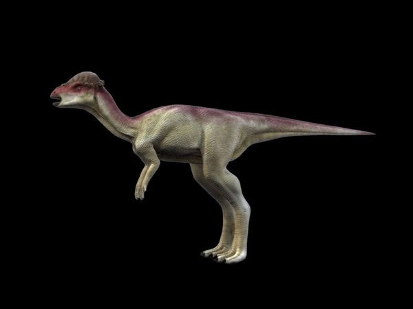 Found dinosaur fossils about 75 million years