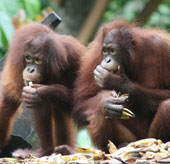 Found Ebola virus in Kalimantan orangutan