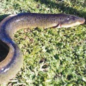 Found eel eggs in the wild