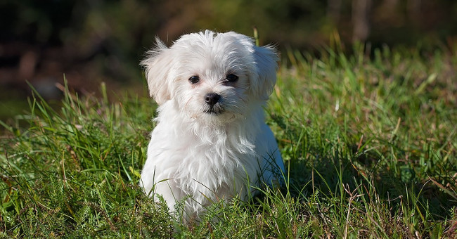 Found evidence that dogs understand human language
