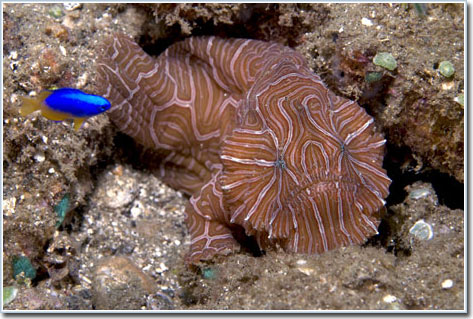 Found fish have strange eyes