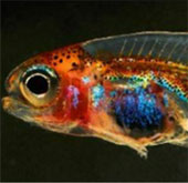 Found fish 'see through' in Amazon