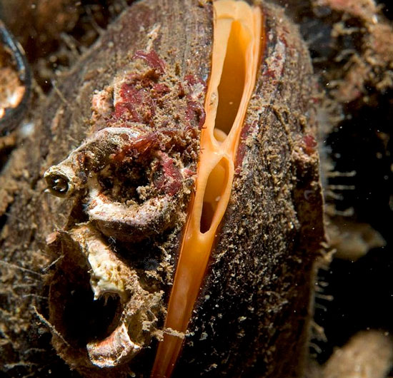 Found fish without face and brain