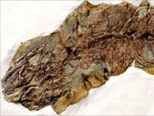 Found fossil lizard 120 million years old