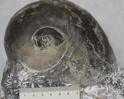 Found fossil sea snail over 240 million years in Nghe An