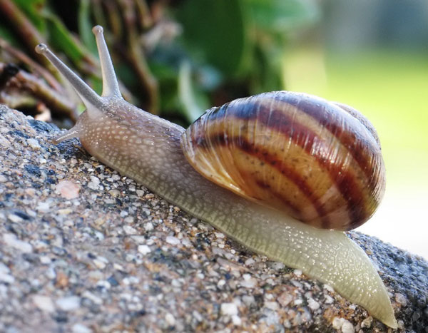 Found fossils 500 million years of snail relatives