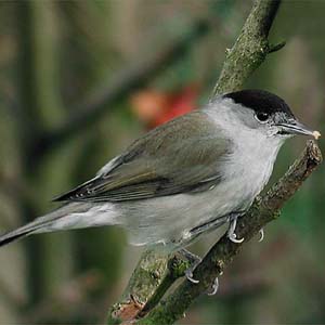 Found genes that govern the bird's migratory behavior