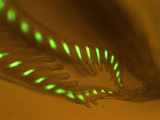 Found glowing fish-like creatures in the dark