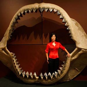 Found huge shark teeth