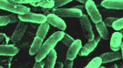 Found intestinal bacteria beneficial in chicken eggs
