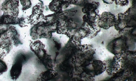Found life on Mars from microbial fossils