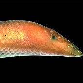 Found lizards of 'white whales' in Madagascar