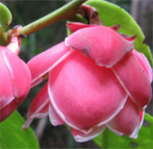 Found mi Krempf camellia after more than 100 years