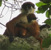 Found monkey thought extinct