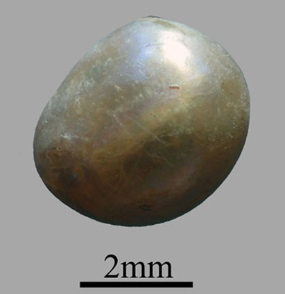 Found more than 7,000 year old pearls