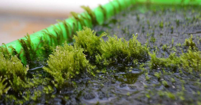 Found moss that can filter out arsenic in water