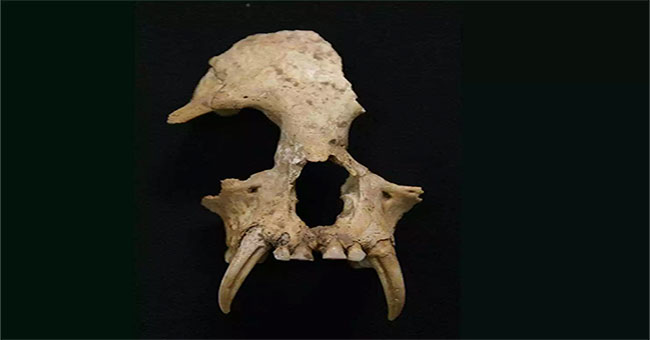 Found new gibbons in the tomb of Ms. Qin Shihuang