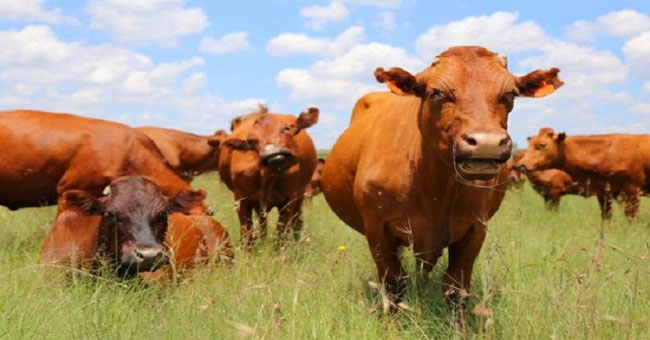 Found new proteins that provide clues to kill and prevent foot and mouth virus