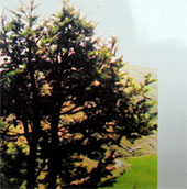 Found precious spruce species in Lung Cu