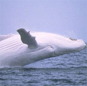 Found rare dead whales on the coast in Poland