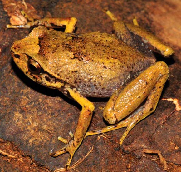 Found rare diamond frog in Madagascar