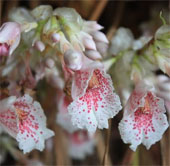 Found rare ginger flowers in Khanh Hoa
