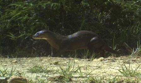 Found rare nose-haired otter in Borneo island