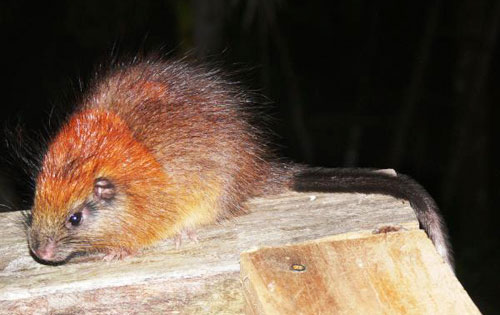 Found rare rats after 113 years