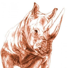 Found rhino skull fossil 9.2 million years old in volcanic ash