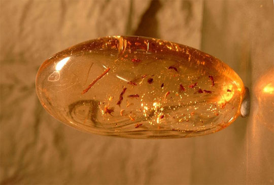 Found samples of amber weighing more than 2kg in Kaliningrad