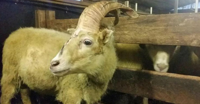 Found sheep a unicorn-like horn in legend