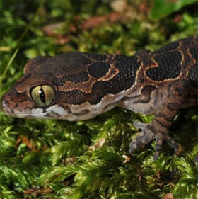 Found species thought to be extinct after 135 years