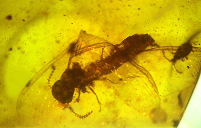 Found the belly opening in amber